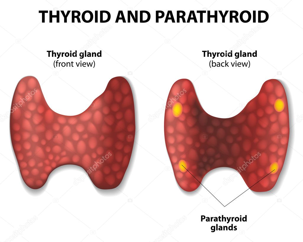 Thyroid and parathyroid.