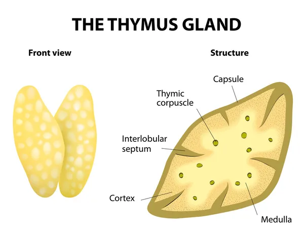 Anatomia das glândulas timo — Vetor de Stock