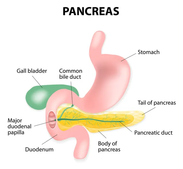 Human pancreas — Stock Vector