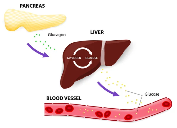 Glicogénio e glucose do glucagon —  Vetores de Stock