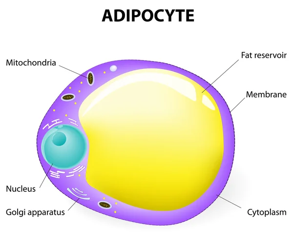 Struktura adipocyte. tłuszczu komórek — Wektor stockowy