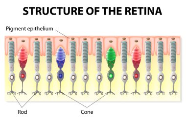 Retina structure clipart