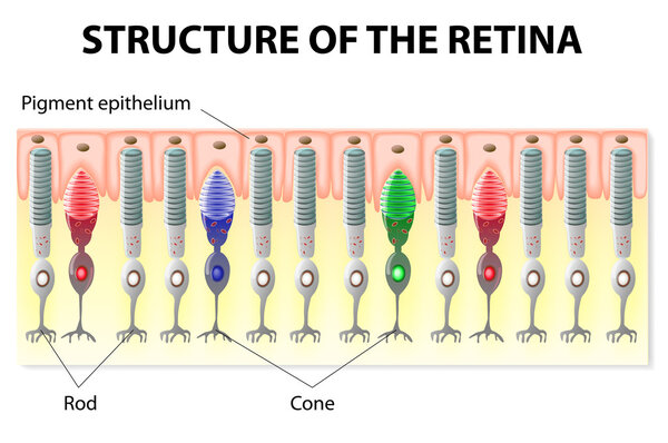 Retina structure
