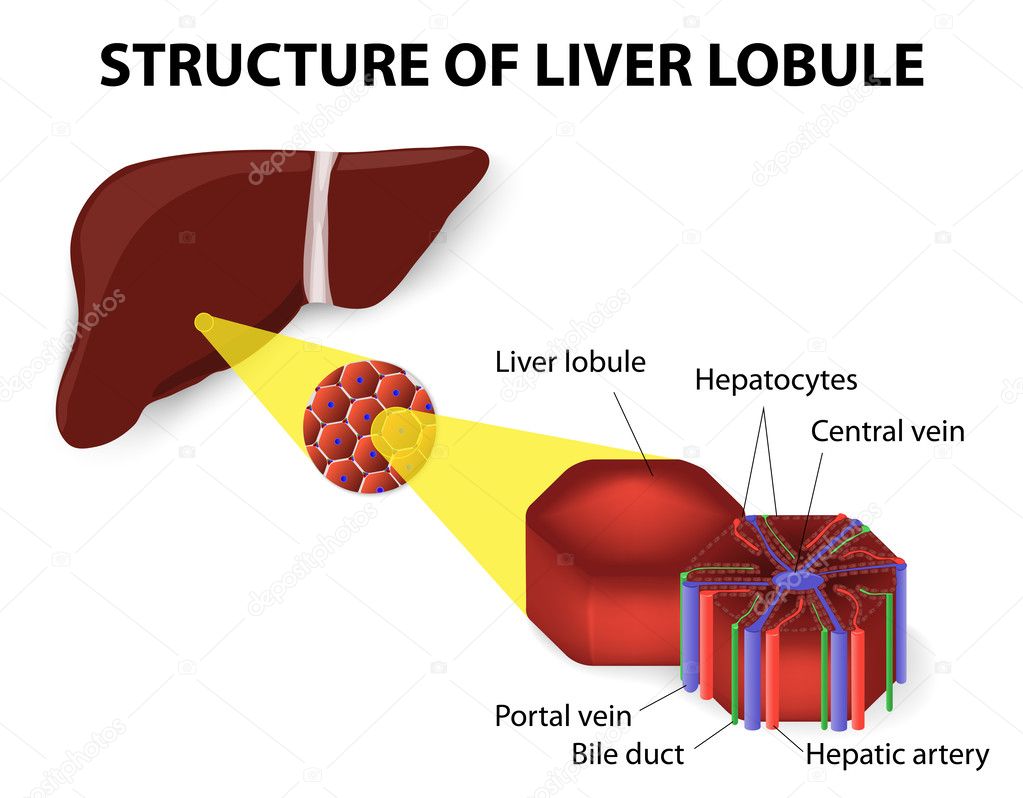 Structure of liver lobule