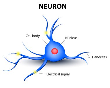 Human neuron on a white background clipart