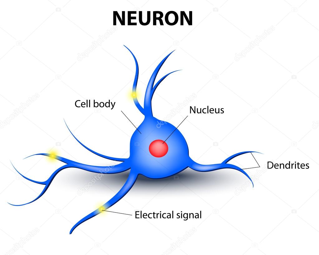Human neuron on a white background