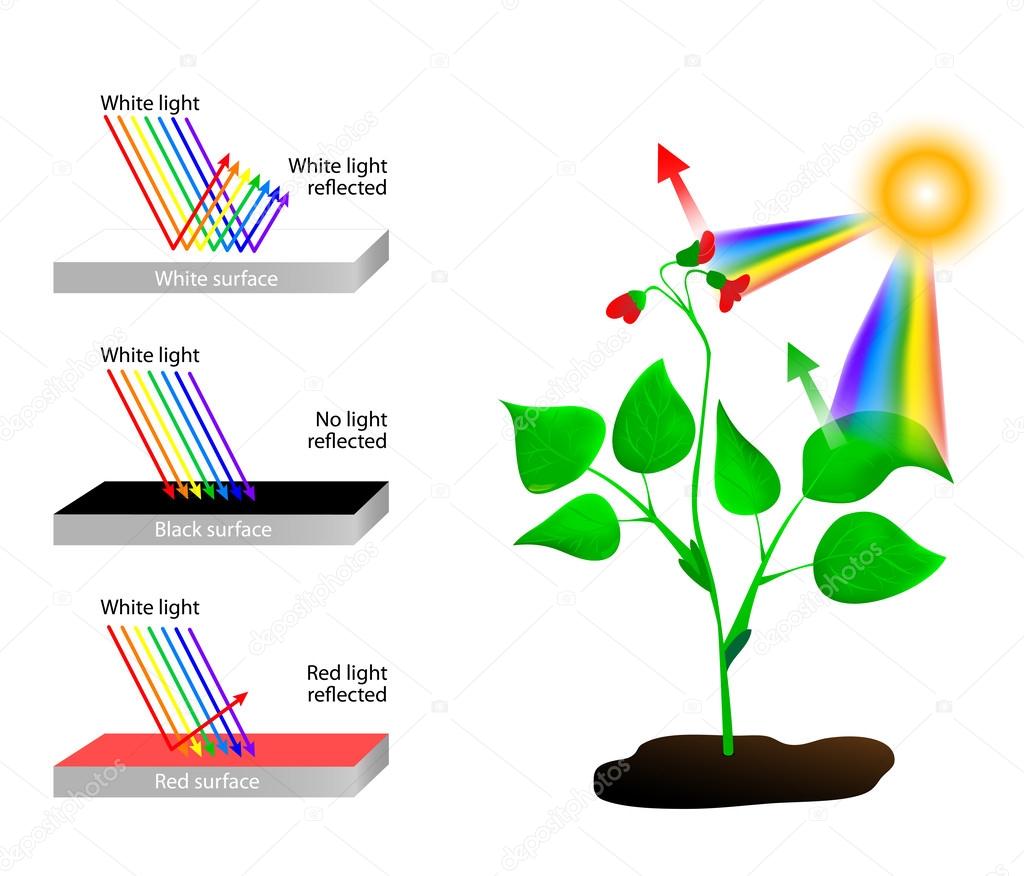 reflects and absorbs. Spectrum of Colors and Sunlight