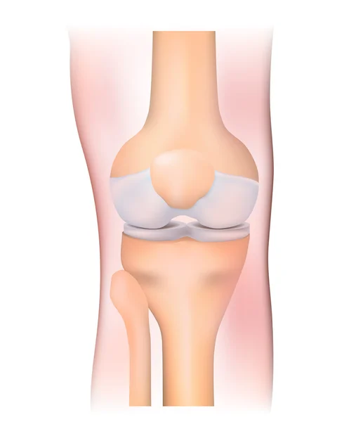 Knee joint — Stock Vector