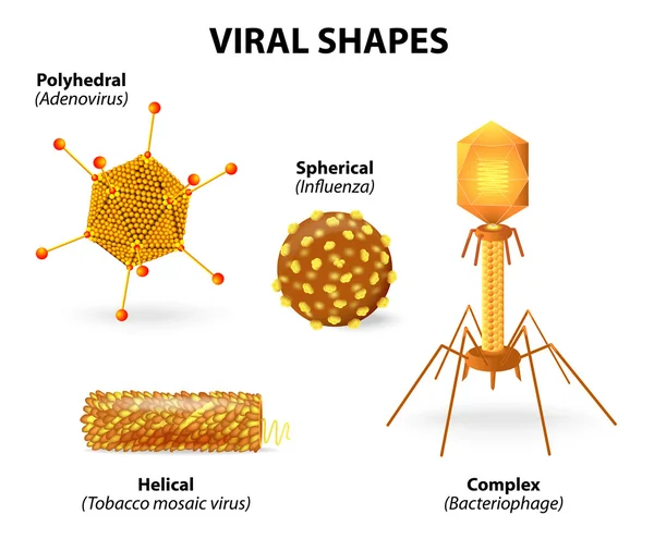 Forme di virus — Vettoriale Stock