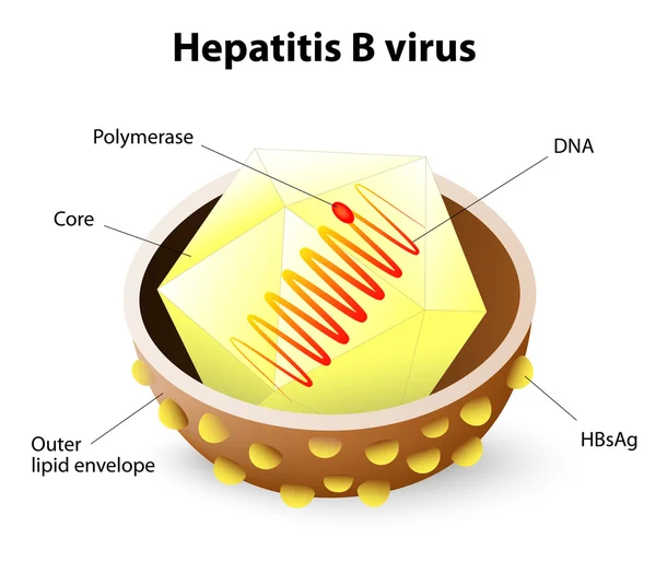 乙型肝炎病毒结构 — 图库矢量图片