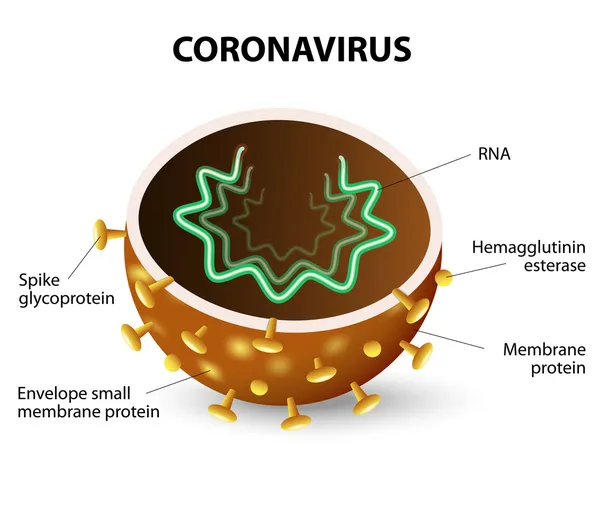 El interior de un Coronavirus — Vector de stock