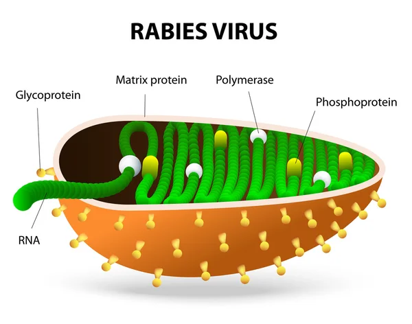 Virus de la rabia o rabdovirus — Vector de stock