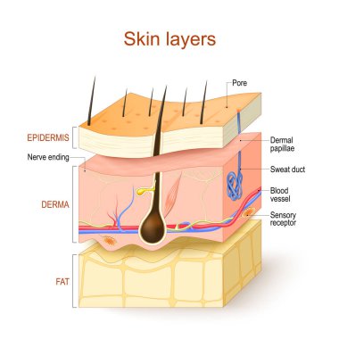 Deri katmanları. Epidermis, Derma, Hypodermis. İnsan derisinin yapısı: saç, duyusal reseptör ve sinir ucu, kan damarı, Pore, dermal papillae, ter kanalı ve yağlı bez. Vektör çizimi. Tıbbi ve eğitici kullanım için poster.