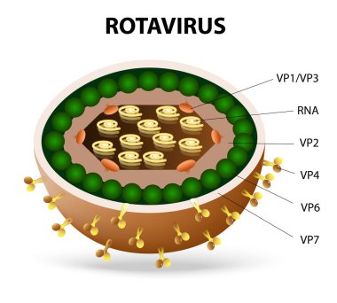 Rotavirüs virion
