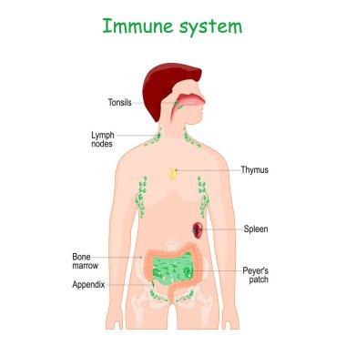 Bağışıklık sistemi ya da lenfatik sistem. Bağışıklık yanıtlamak için insanın iç lenfoid organları. Peyer 'in ince bağırsak, bademcik, kemik iliği, apandis, dalak, Thymus, Bademcik ve lenf düğümlerindeki yaması. Bağışıklık bilimi. Eğitim için bilgi grafikleri. vektör illüstrasyonu.