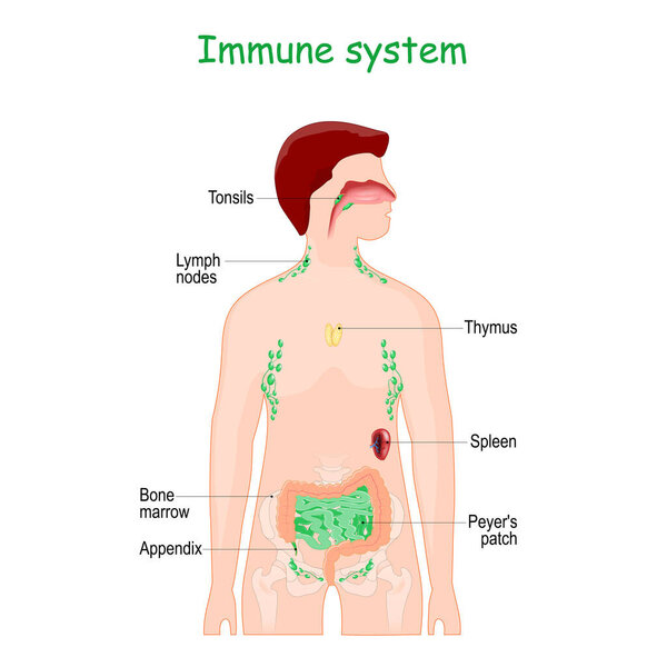 Immune or Lymphatic system. Human's internal lymphoid organs for immune response. Peyer's patch in small intestine, tonsils, Bone marrow, Appendix, Spleen, Thymus, Tonsils, and Lymph nodes. Immunology. Infographics for education. vector illustration.