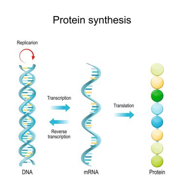 DNA Replication, RNA, mRNA, Protein synthesis, Transcription and translation.  Biological functions of DNA. Genes and genomes. Genetic code clipart