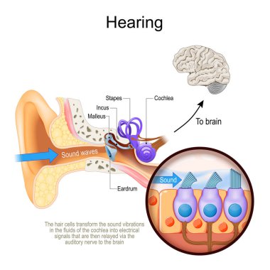 Duymak. Cochlea ile insan kulağının kesiti. Kokleanın sıvılarındaki ses titreşimlerini elektriksel sinyallere dönüştüren ve işitsel sinir yoluyla beyne aktarılan saç hücrelerinin yakın çekimi.