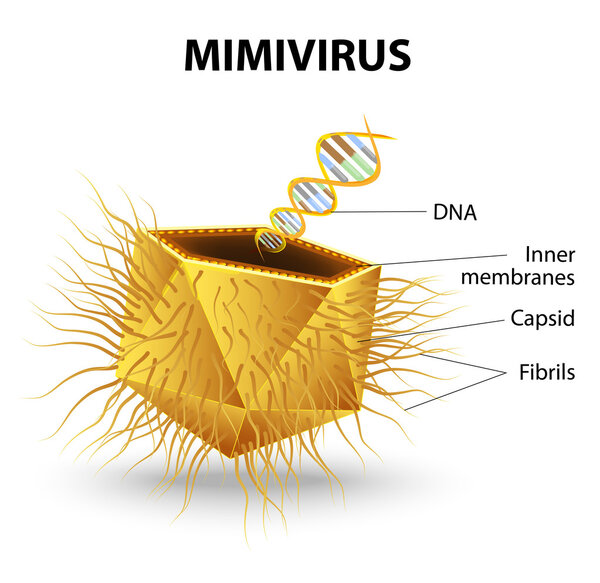 Mimivirus