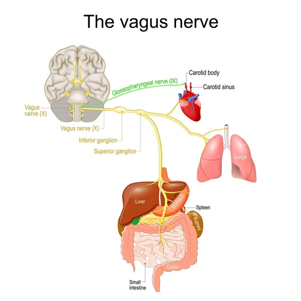 Vagusnerv Parasympathisches Nervensystem Medizinische Diagramme Vektorillustration Zur Erklärung Des Nervensystems — Stockvektor