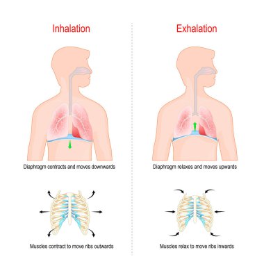 Nefes alma, ilham ve son kullanma döngüsü. Akciğerlerde gaz alışverişinde diyafram ve kaburga kası (kaburga ve göğüs) rolü. Solunum sistemi anatomisi. vektör illüstrasyonu