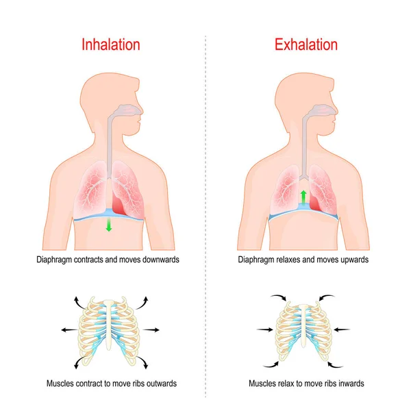 Cycle Breathing Inspiration Expiration Role Diaphragm Intercostal Muscles Ribs Chest — Stock Vector