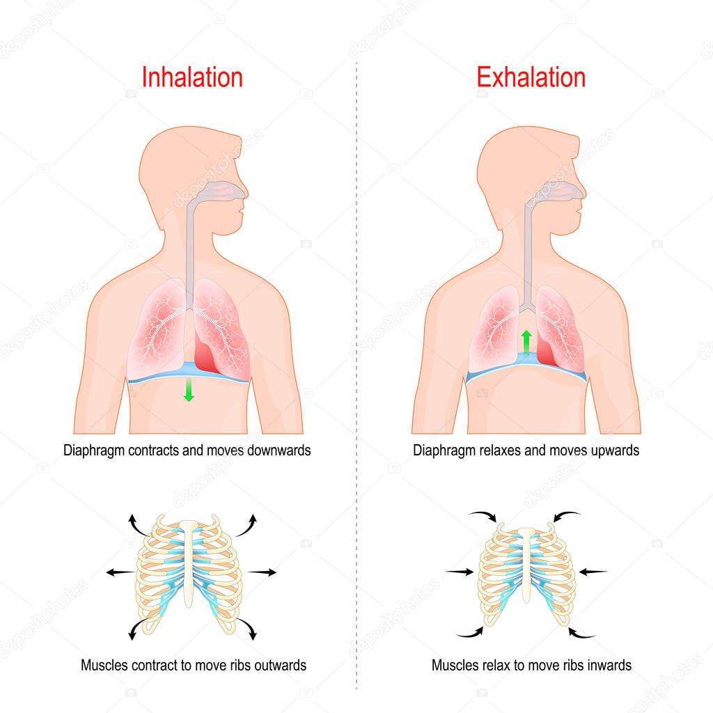 Cycle of breathing, inspiration and expiration. Role of Diaphragm and intercostal muscles (ribs and chest) in Gas exchange in lungs. respiratory system anatomy. vector illustration