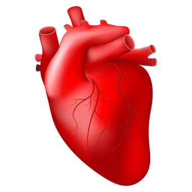 Kalp gerçekçiliği. Beyaz arka planda izole edilmiş kan damarı olan insan kalbi. Vektör illüstrasyonunu düzenlemek kolay