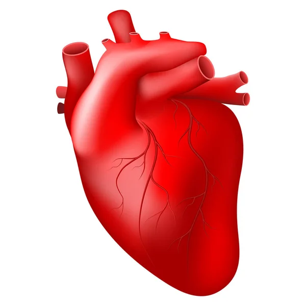 Hart Realistisch Menselijk Hart Met Bloedvat Geïsoleerd Witte Achtergrond Vector — Stockvector