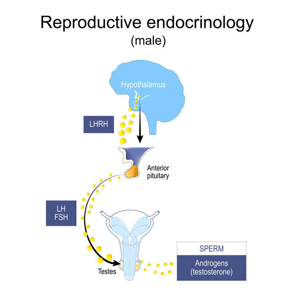 Reproductive endocrinology and infertility. hormonal dysfunctions in males. Endocrine system of reproduction and fertility. hormones of Hypothalamus, pituitary gland, ovaries and Testes.