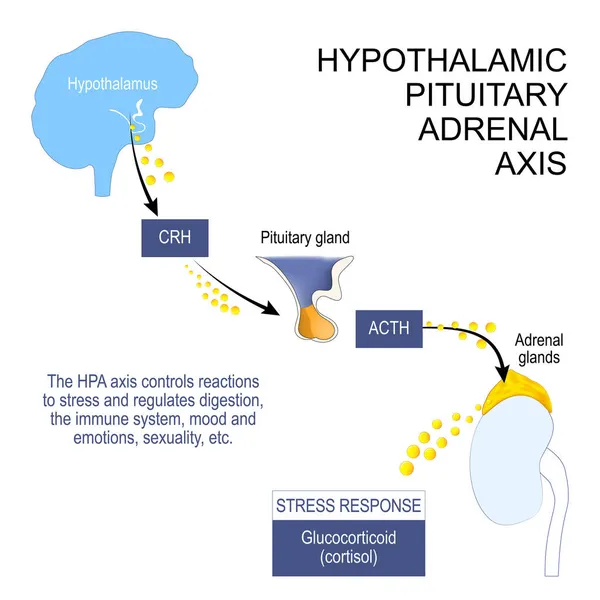 Hypothalamus Hypophyse Nebennierenachse Die Hpa Achse Steuert Stressreaktionen Und Reguliert — Stockvektor