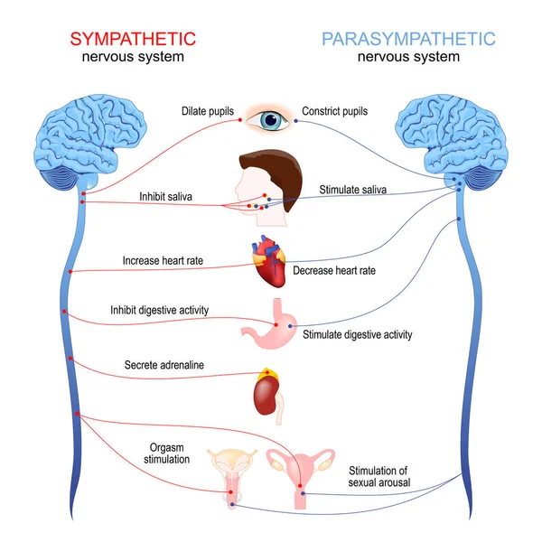 Sympathisch Parasympathisch Zenuwstelsel Verschil Vergelijking Diagram Met Verbonden Binnenorganen Hersenen — Stockvector