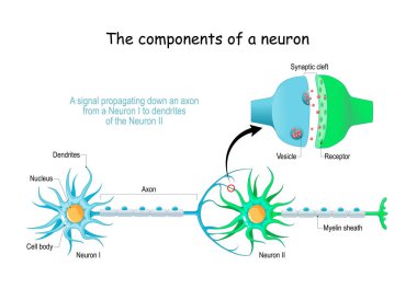 Neuron anatomy. Close-up of a Chemical synapse, Synaptic vesicle with neurotransmitter, and Receptors. Structure of Synaptic cleft. Vector poster clipart