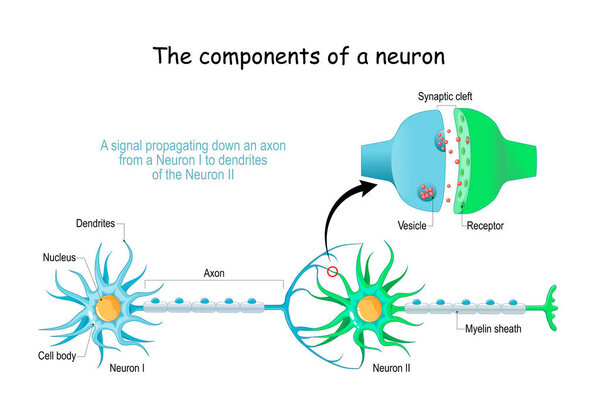 Neuron anatomy. Close-up of a Chemical synapse, Synaptic vesicle with neurotransmitter, and Receptors. Structure of Synaptic cleft. Vector poster