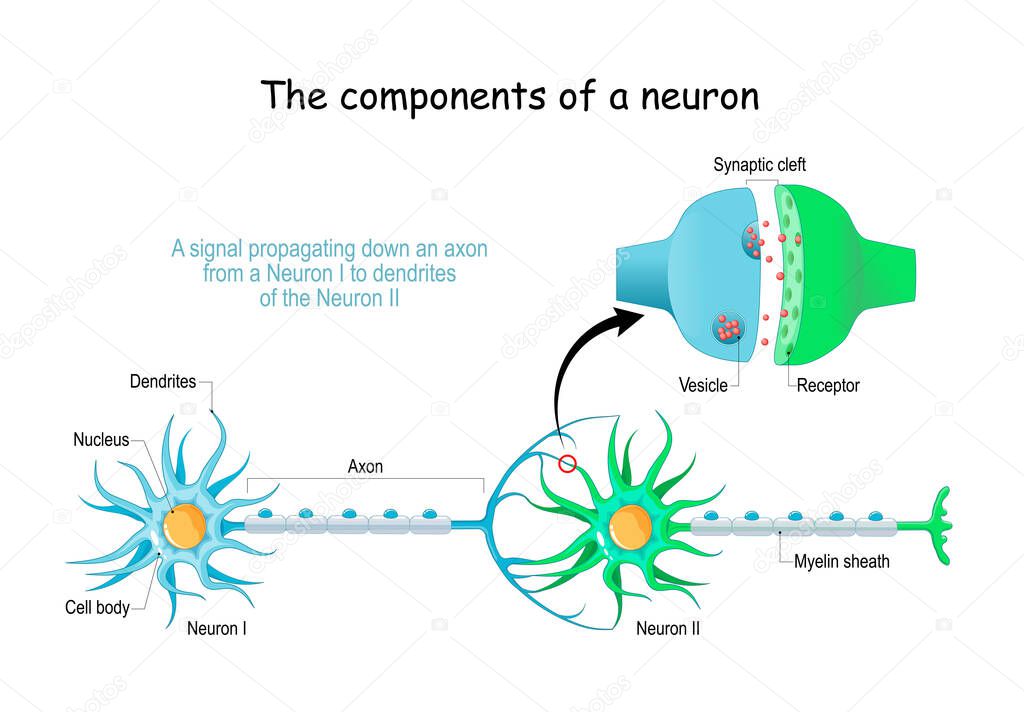 Neuron anatomy. Close-up of a Chemical synapse, Synaptic vesicle with neurotransmitter, and Receptors. Structure of Synaptic cleft. Vector poster