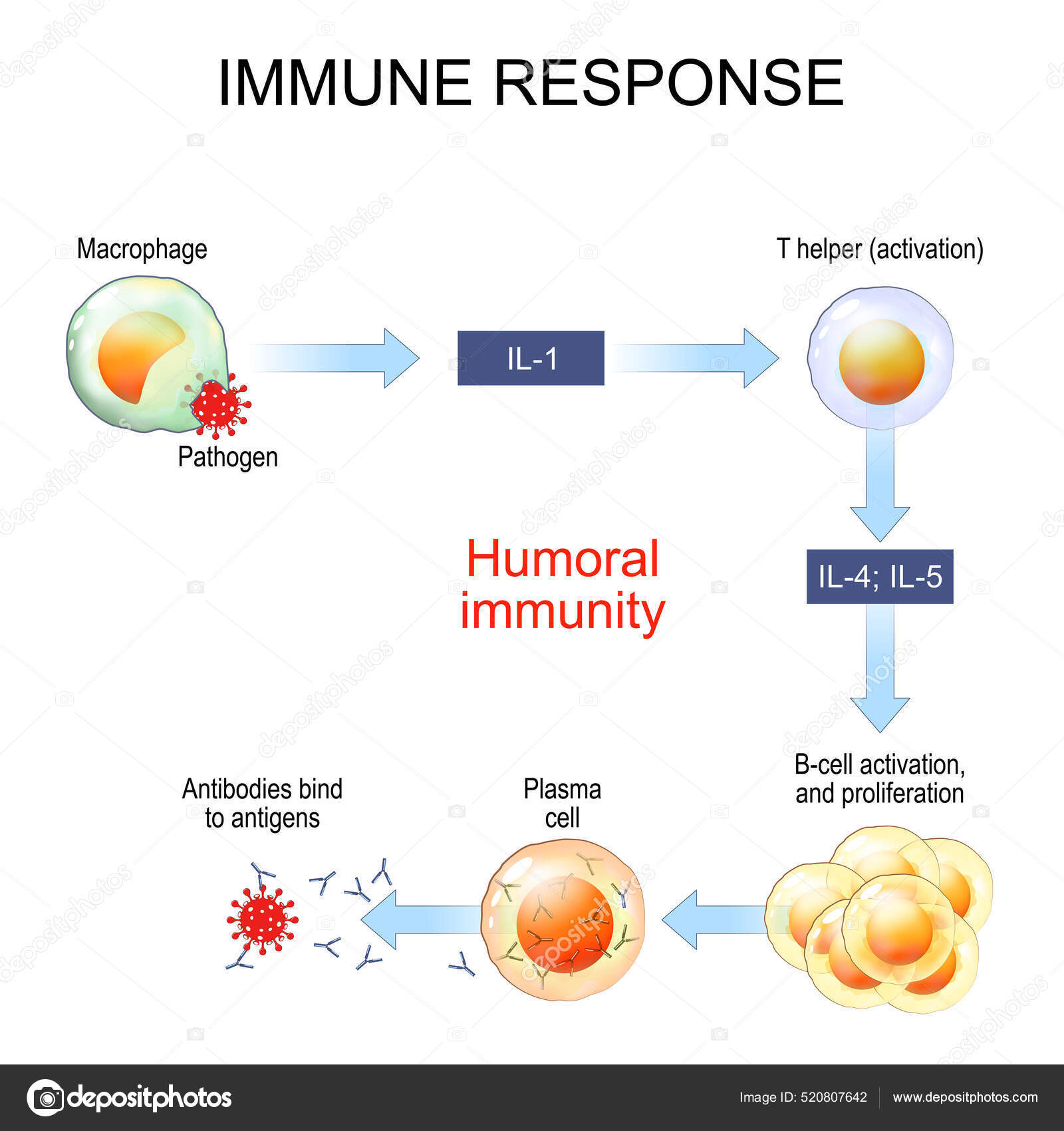 サイトカインストックベクター ロイヤリティフリーサイトカインイラスト Depositphotos サイトカインストックベクター ロイヤリティフリーサイトカインイラスト Depositphotos