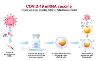 COVID-19 mRNA aşısı. Eylem mekanizması. Salgın hastalıklar, antijenler ve antikorlar üretmek için bir RNA 'yı bir hücreye göndermenin yeni bir yolu olarak mRNA teknolojisinin gelişmesine neden oldu. Vektör Posteri
