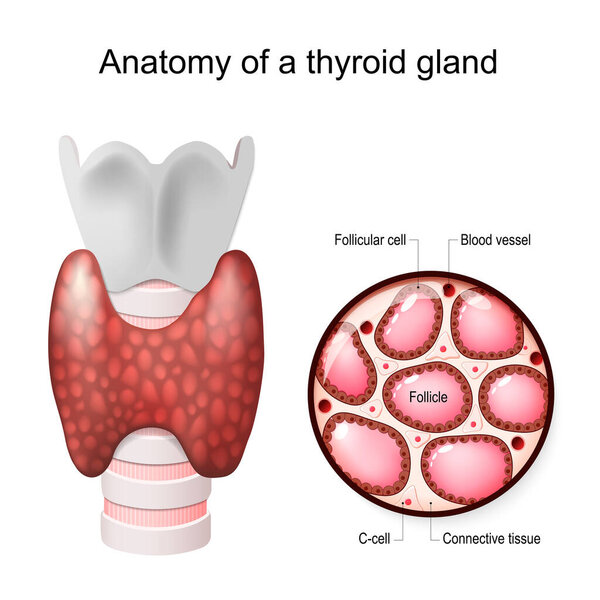 Анатомия щитовидной железы. Крупный план структуры щитовидной железы с фолликулярными клетками, С-клетками и соединительной тканью. Векторная иллюстрация