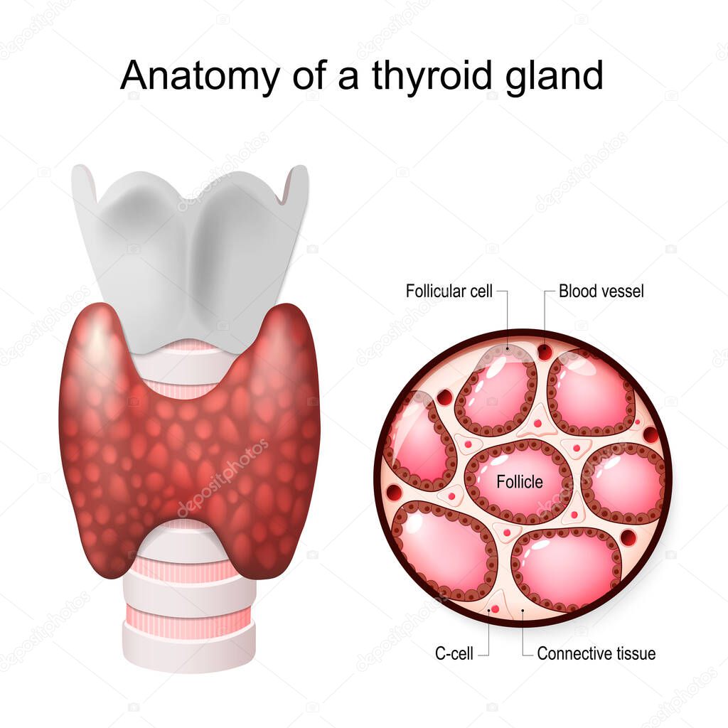 Anatomy of a thyroid gland. Close-up of thyroid Follicle structure with Follicular cell, C-cell, and Connective tissue. Vector illustration