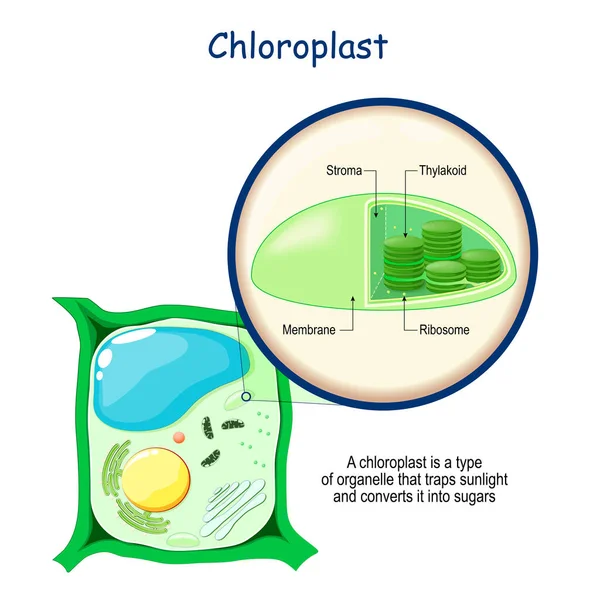 Chloroplast Anatomie Structuur Van Een Plantencel Doorsnede Van Organellen Die — Stockvector