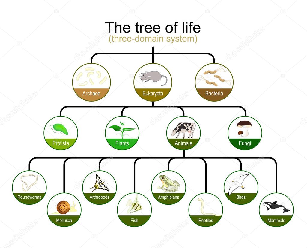 Taxonomy. classification of tree of life. three-domain system. Phylogenetic and symbiogenetic tree of living organisms. origins of Archaea, eukaryotes and prokaryotes. Vector infographics for education