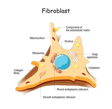 fibroblast. Hücre yapısı ve anatomi. Kolajen lifleri ve deri hücresi. Vektör illüstrasyonu
