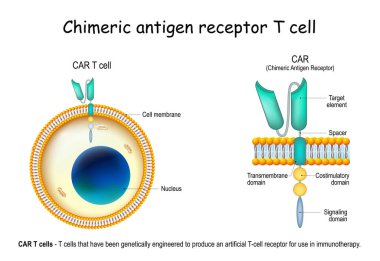 CAR - Chimeric antigen receptor T cell. lymphocyte that have been genetically engineered to produce an artificial T-cell receptor for use in immunotherapy. Treatment of cancer. Vector illustration clipart
