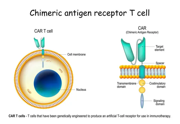 Chimeric Antijen Reseptörü Hücresi Bağışıklık Terapisinde Kullanılacak Yapay Bir Hücresi — Stok Vektör