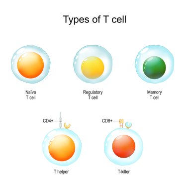 Types of T cell. From Naive and memory cells to T helper and T-killer. Immunology infographic. vector Illustration clipart