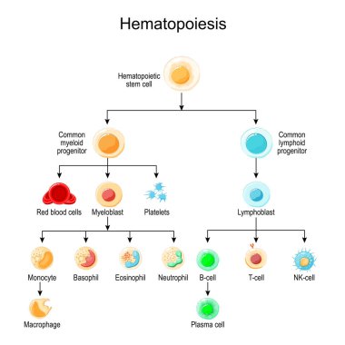 Haematopoiesis. Hemopoetik kök hücreden kırmızı kan hücrelerine, beyaz kan hücrelerine, trombositlere ve lenfositlere kadar farklı kan hücrelerinin gelişimi. Eğitim için vektör posteri