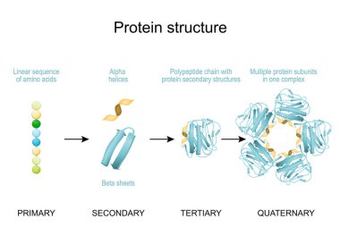 Protein yapısı. Bir komplekste amino asitlerin, alfa sarmallarının ve doğrusal dizinin doğrusal dizisinden polipeptit zincirine ve çoklu protein altbirimlerine kadar. Bilimsel, tıbbi ve eğitimsel kullanım için vektör diyagramı. Bilgi grafikleri için poster
