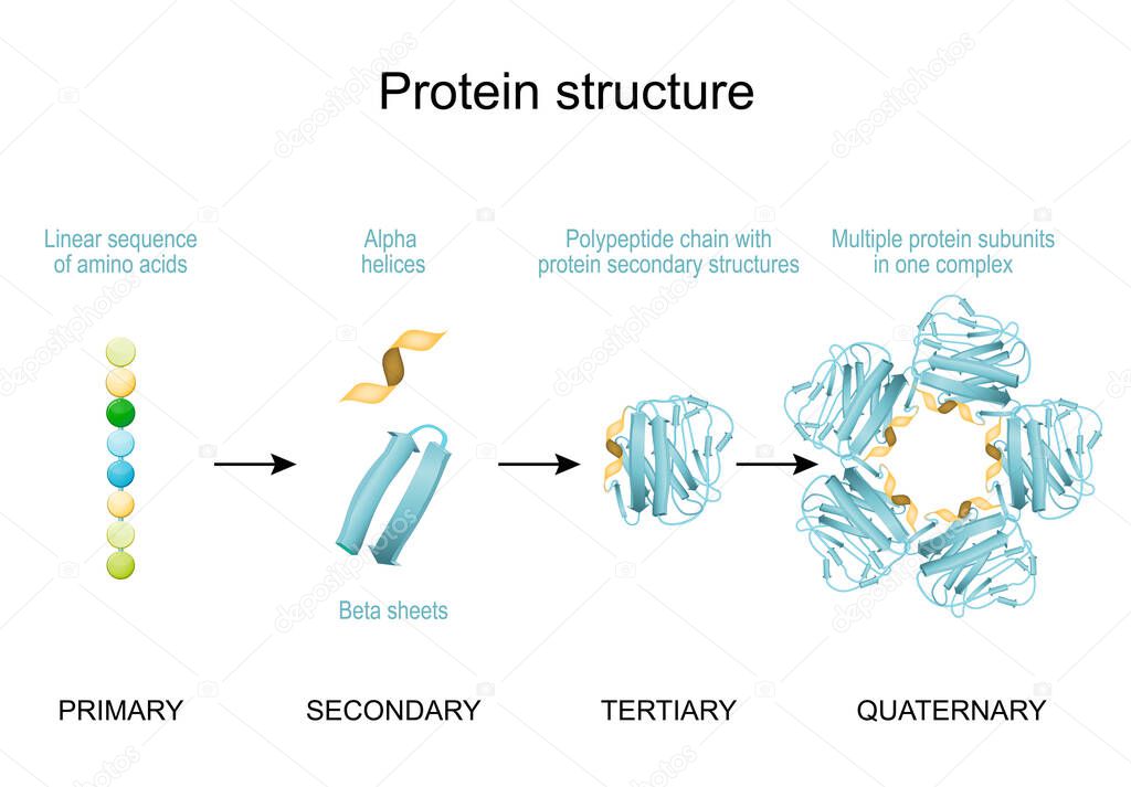 Protein structure. From Linear sequence of amino acids, alpha helices and Linear sequence to Polypeptide chain and Multiple protein subunits in one complex. Vector diagram for scientific, medical, and educational use. poster for infographics
