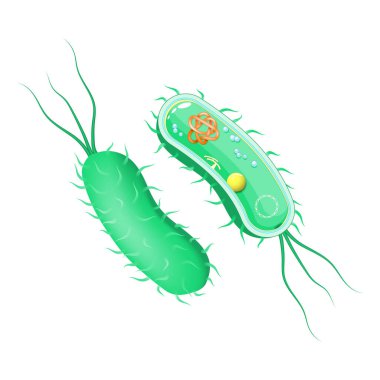 Bakteri anatomisi. Dışarıdan ve içeriden. Hücre vücudunun flagellum ile çapraz kesimi. Bilimsel, biyolojik, tıbbi ve eğitimsel kullanım için vektör diyagramı. Bilgi grafikleri için poster