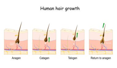 Hair growth cycle. Human skin. Follicle anatomy. Anatomical poster. Hair growth phase step by step. Stages from Anagen, and telogen, to catagen. Cross section of the skin layers. Medical vector clipart